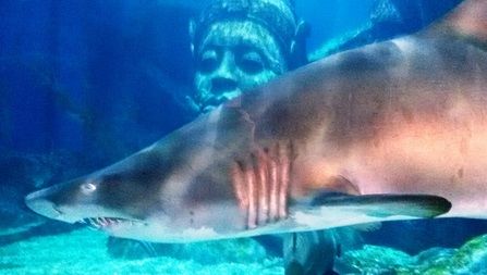 タイの水族館３