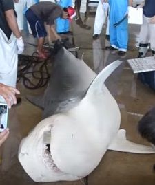 沖縄　サメ