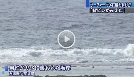 沖縄　サメ４
