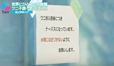 ワニ　ナーバス1