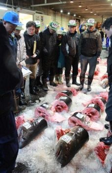 サメの競り 一印上越魚市場