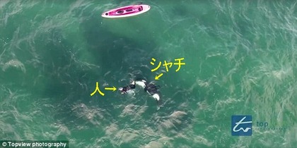 シャチと泳ぐ　ニュージーランド１