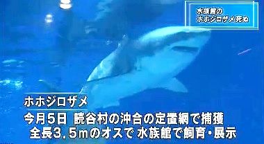 ホホジロザメ死亡　NHK1