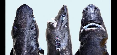 Etmopterus benchleyi Ninja Lanternshark