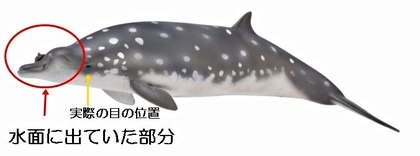 コブハクジラ１