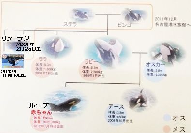 シャチ家系図２