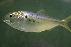 Atlantic menhaden