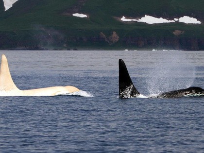 whiteorca  Iceberg