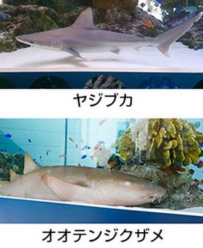 銀座　ソニー　サメ