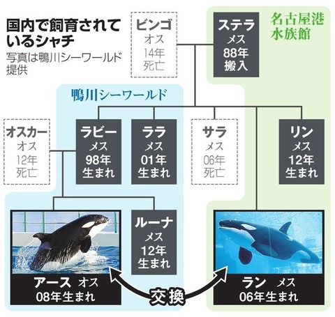 シャチ　国内で飼育中