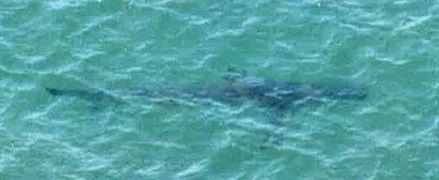 鉾田市沖で確認されたサメ（茨城県警提供）