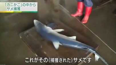 北海道　サメ