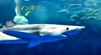 ヨシキリザメ　マンボウ１