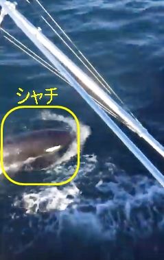 シャチ アメリカ