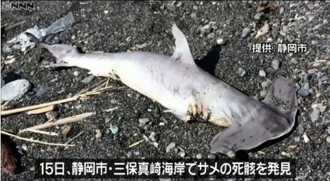 静岡　シュモクザメ　死骸