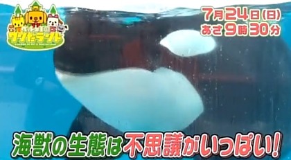 シャチ　番組