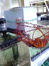 伊勢海老ゲット