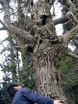 オオクワガタ愛好会 Man's club 会長 龍さん