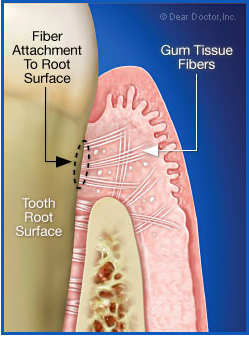 natural tooth