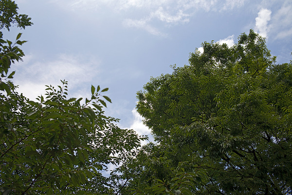 20170705-L1001174