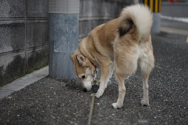 DSC08701