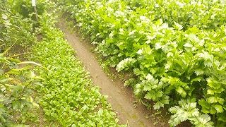 51072953_609924629455558_3587097578279272448_n