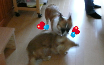 ¥Æ¡¼¥ë·¯¤Î²È