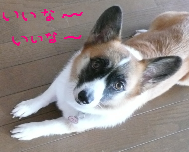 ¥Á¥ç¥³