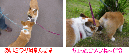 ¤´°§»¢