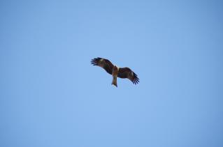50f7d385.jpg