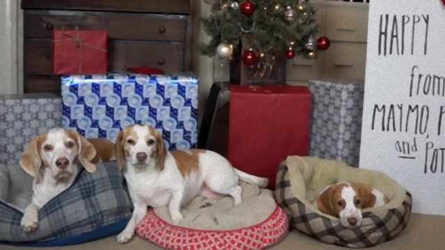 ビーグル犬のメイモたちのクリスマス。その贈り物とは？ : マランダー