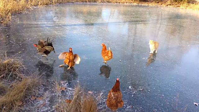 catnchiken4