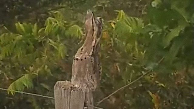 Potoo0_e