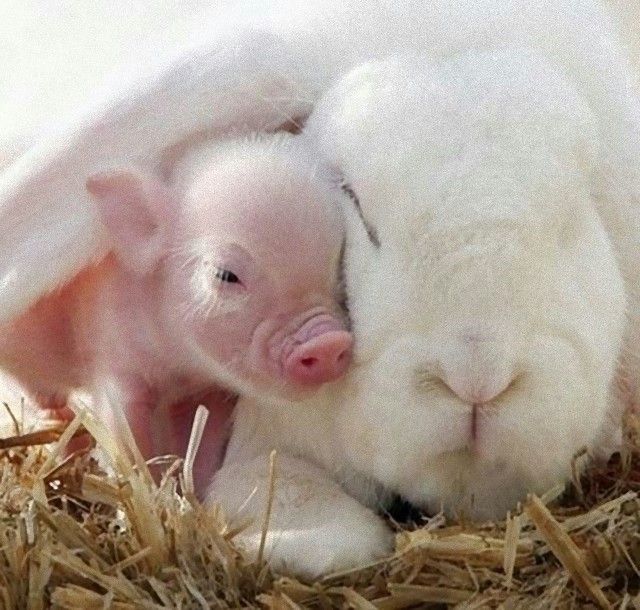 cuddle1_e