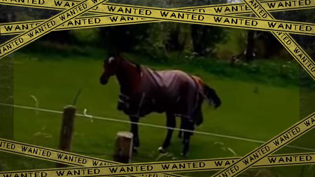 horse2ok-frame