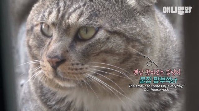 catcctv3_e