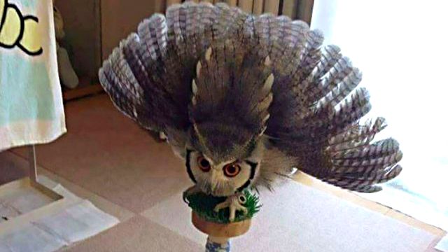 funnyanimals17_ea