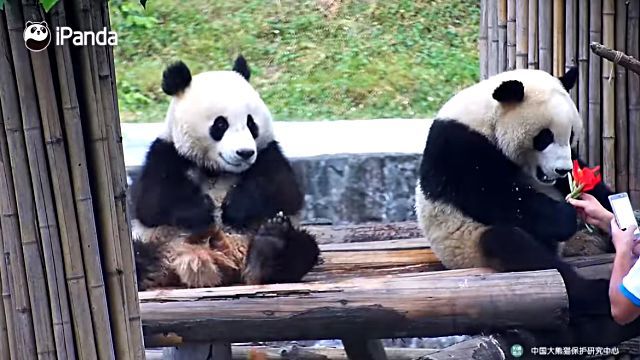 cutepandas6