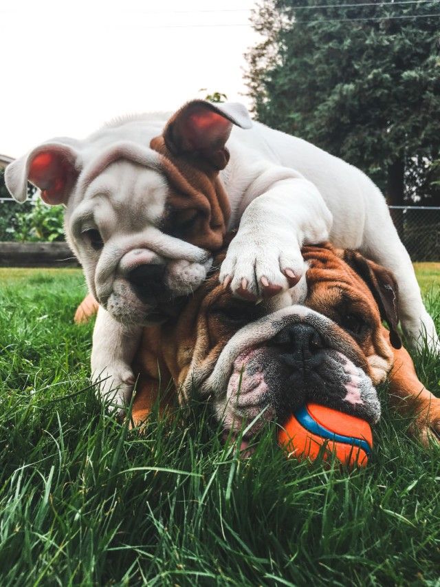 cute-dogs_e