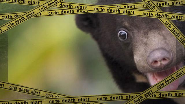 bear-1_e-frame