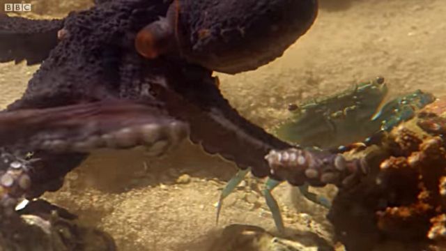 walkingoctopus8