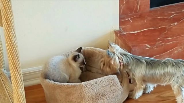 catsndogs1