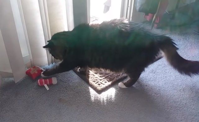 holidaypets8_e