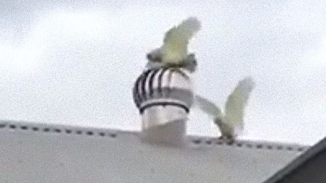 rooftop4_e