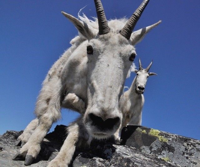 goat2_e