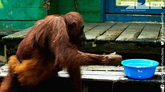 orangutansnsoap2