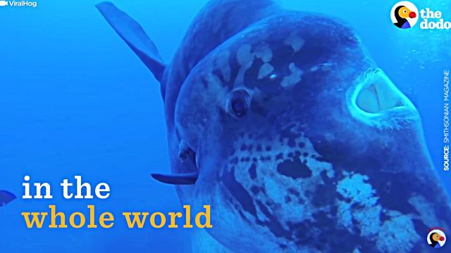 sunfish3
