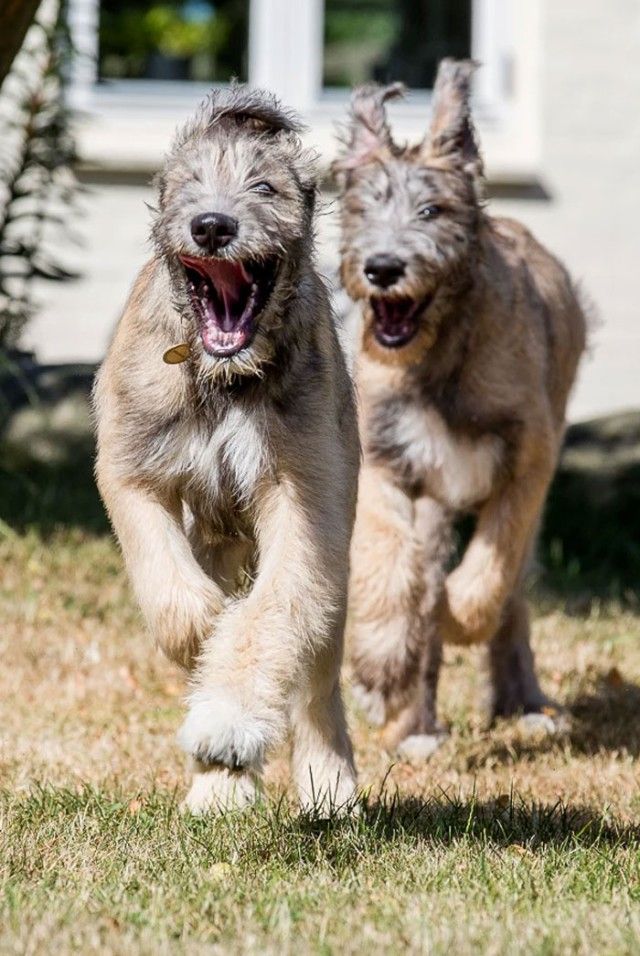 funny-irish-wolfhounds-23-5c2f60ba83552__700_e