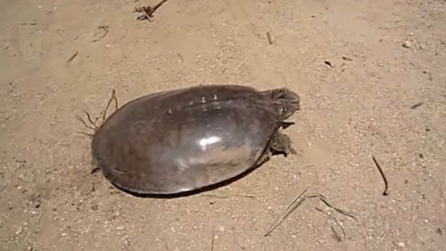 superfastturtle2