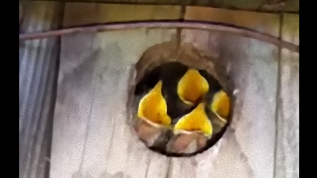 bird-1_e